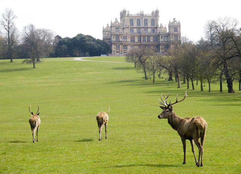 wOLLATON WITH DEER | Visit Nottinghamshire